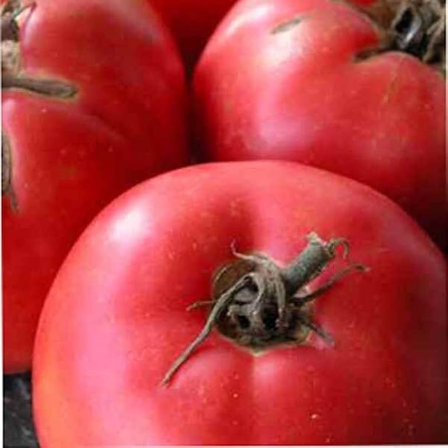 Arkansas (Traveler tomato) for planting in garden